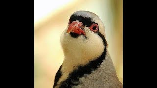 chukar partridge raising [upl. by Inat]