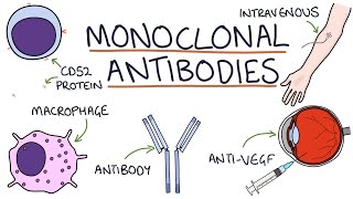 How do monoclonal antibodies work Rituximab infliximab adalimumab and others [upl. by Maretz128]