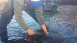 Humptulips River Wild Steelhead Release [upl. by Amasa572]