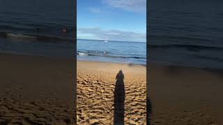 Kamaole Beach Kihei Maui morning swim [upl. by Louise]