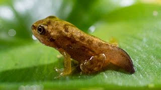 Frog spawn to froglet development Panasonic GH4 [upl. by Berl169]