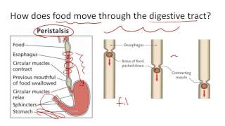 Peristalsis [upl. by Molini]