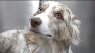 The incredible Australian Shepherd  One of my favourite clients [upl. by Kooima]