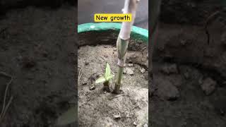 New growth gardening plants terracegardning terracegarden [upl. by Florio]