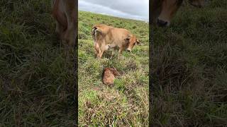 Vaca leiteira pariu bezerro grande gado fazenda agro [upl. by Prima]