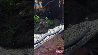 Aquatic Caecilian si perenang ulung aquarium snake binatang animals shortvideo fyp [upl. by Lexie]