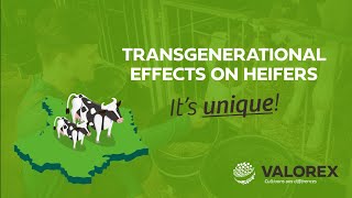 TRADILIN® brings transgenerational effects on heifers this is unique – Valorex [upl. by Atteugram17]