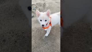 Cooper ki kushi😍❤️cute ytshorts trending viralvideo [upl. by Letnoj976]