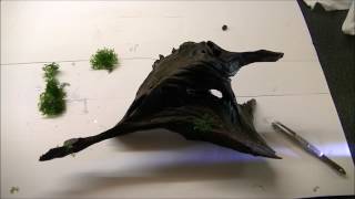 Attaching Moss To Bogwood With Superglue [upl. by Bicknell466]