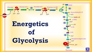 5 Glycolysis Energetics  Carbohydrate Metabolism5  Biochemistry  NJOY Biochemistry [upl. by Hickey833]