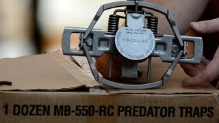 Best PredatorCoyote Trap  MB 550 Trap Review [upl. by Mcclenaghan]