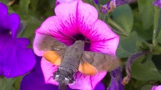 Superbe Papillon Colibri Sphinx [upl. by Lanae]