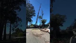 Our team removed two eucalyptus trees right next to power lines these trees were a hazard treework [upl. by Semele]