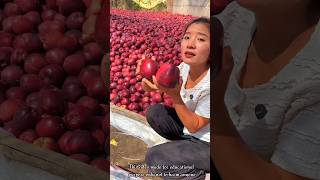 Rural Farmers are in Trouble for Picking a Lot of Red Apples 🍎🍎  Delicious Apple Harvest shorts [upl. by Ailak]