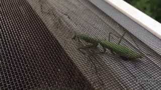 Bearded Dragon Eats Praying Mantis [upl. by Aicinod]