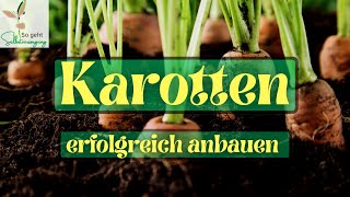 Karotten anbauen 🌱 auf zur Ernte Mit diesen Tipps gelingt’s sicher [upl. by Ymac894]