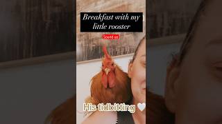 His tidbitting is so sweet 🥹 trending funny shorts fyp tiktok reels cute rooster chicken [upl. by Wiltsey]