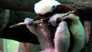 1st Video of One Day Old Sifaka  Cincinnati Zoo [upl. by Aciras]