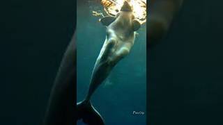 SIRENA VISTA RECIENTEMENTE 🚨 El animal MARINO que parece sirena viral datoscuriosos interesante [upl. by Ednargel]