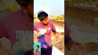 Light Aa gyi Ab kya hoga  wait for it  pigeon reaction shorts skpigeonloft [upl. by Annauqahs]