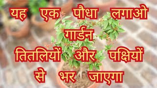 Hamelia plant care यह एक परमानेंट फूलों वाला पौधा लगाओ गार्डन तितलियों और फूलों से भर जाएगा [upl. by Eked]