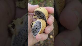 Le scleroderme citron scleroderme vessedeloup champignons nature apprendresuryoutube educatif [upl. by Nrubliw]