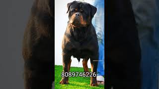 Rottweiler Puppies Available Low Price [upl. by Risa13]