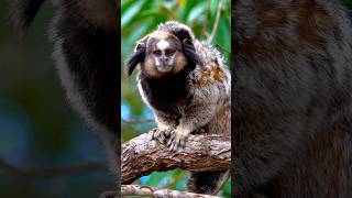 A strangely shaped quothumanfaced beastquotBlacktufted marmoset Callithrix penicillatamarmoset [upl. by Repsihw364]