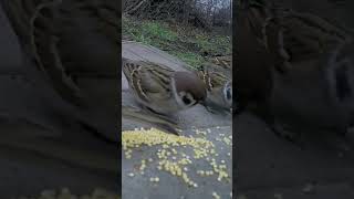 House Sparrow birds birdsound wildbirdlife indianbirdwatching [upl. by Terrence942]