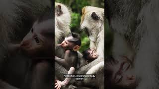 Baboon and Human Interactions A Fascinating Tale BaboonandHumanInteractions [upl. by Goggin]