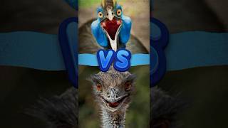 Cassowary vs Emu🤯 Who Do You Got Winning cassowary animalfacts birdlovers [upl. by Odlamur]