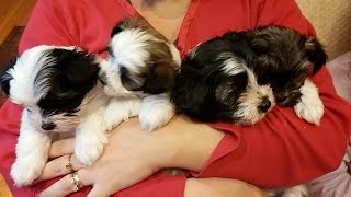 Morkie Puppies1 [upl. by Edris]