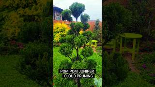 PomPom Juniper Cloud Pruning topiary niwaki pompom juniper pruning gardening gardenscapes [upl. by Jorgan]