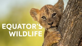 Living on the Line The Incredible Wildlife of the Equator [upl. by Enitsirt]