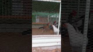 Marketable native chicken in brooder grower house [upl. by Kila947]