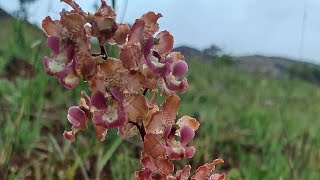 cyrtopodium desconhecido se vc conhece deixe nos comentários orquídeas plantas natureza [upl. by Foss]