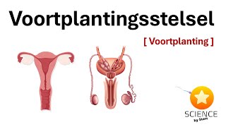 Het voortplantingsstelsel van man en vrouw  Voortplanting [upl. by Zingale725]