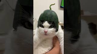 Cat Fully Disapproves Its New Watermelon Hat [upl. by Henryetta]