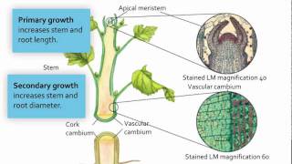 Visualizing Meristematic Tissue [upl. by Atnahc]