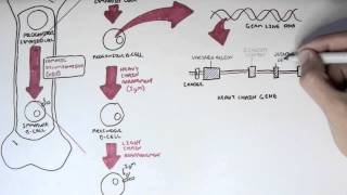 Immunology  Antibody Somatic VDJ Recombination I [upl. by Anselma]