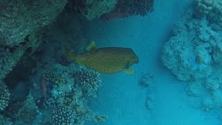 Snorkling at Sensitori Coral Sea sensatori sharmelsheikh egypt coralsea [upl. by Leaper]