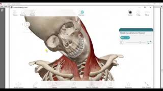 Suprahyoid amp infrahyoid muscles amp muscles of back of neck amp joints of atlas drmohamed gebba [upl. by Anitsyrc]