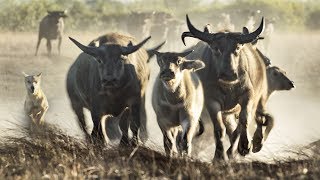 Extremely Rare Footage Pack of Dingoes Hunting Asiatic Water Buffalo in Australia [upl. by Anaerol]