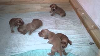 English Cocker Spaniel Puppies  2 weeks old  barkfest [upl. by Agatha675]