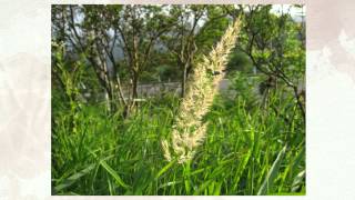 Вейник наземный или низкий Calamagrostis epigeios [upl. by Suiratnauq]