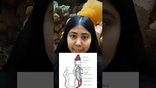 Phylum Hemichordata  General Characteristics amp Examples  NonChordata  Biology  Adhyayanta [upl. by Edobalo454]