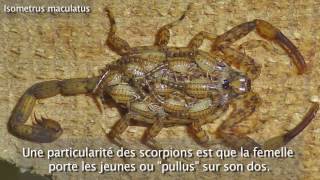 Les Scorpions Ces arachnides à aiguillon Michel Delarue et Christian Aimar [upl. by Lexine]