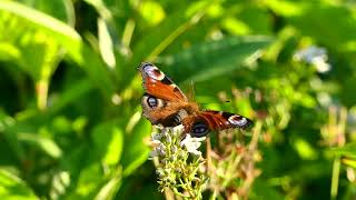 Mariposas Belleza en Movimiento [upl. by Acihsay]