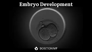 Embryo Development  Science at Boston IVF [upl. by Penelope]