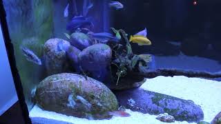 Acuario CICLIDOS MALAWI con peces Aquarium Centrofama [upl. by Oicam]